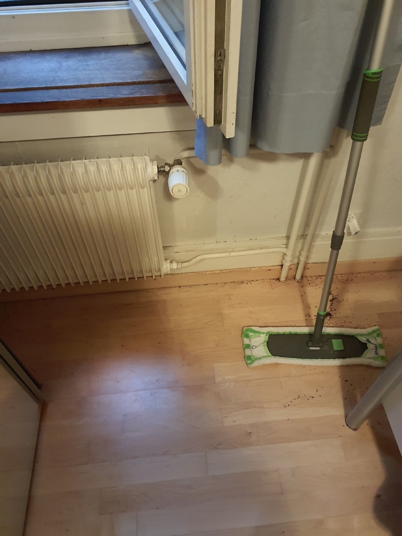 In Therwil sind Ameisen auf dem Boden in einem Raum sichtbar. Ein Kammerjäger könnte hier eingreifen, um die Ameisen sicher zu vertreiben und die Quelle des Befalls zu eliminieren.
