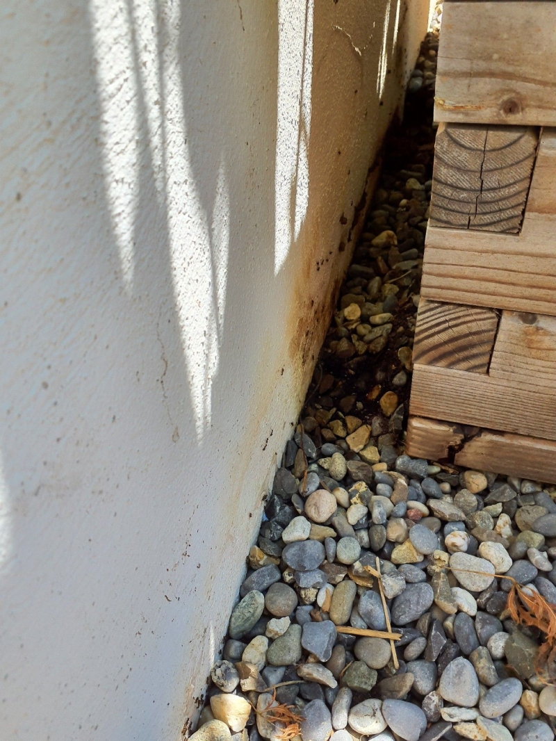 In Thürnen wurde ein Ameisenbefall an der Hauswand festgestellt, der eine schnelle Bekämpfung erfordert. Ein Kammerjäger sollte die Situation professionell behandeln.