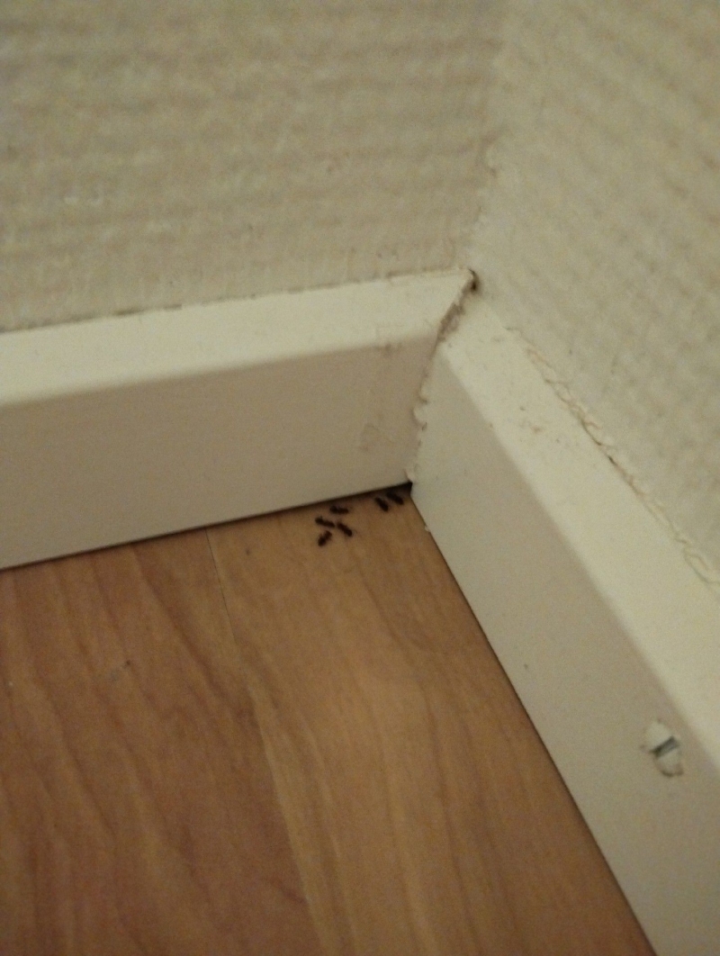 Ameisen sind in Wenslingen an der Wand und dem Boden sichtbar. Ein Kammerjäger sollte kontaktiert werden, um eine nachhaltige Bekämpfung durchzuführen.