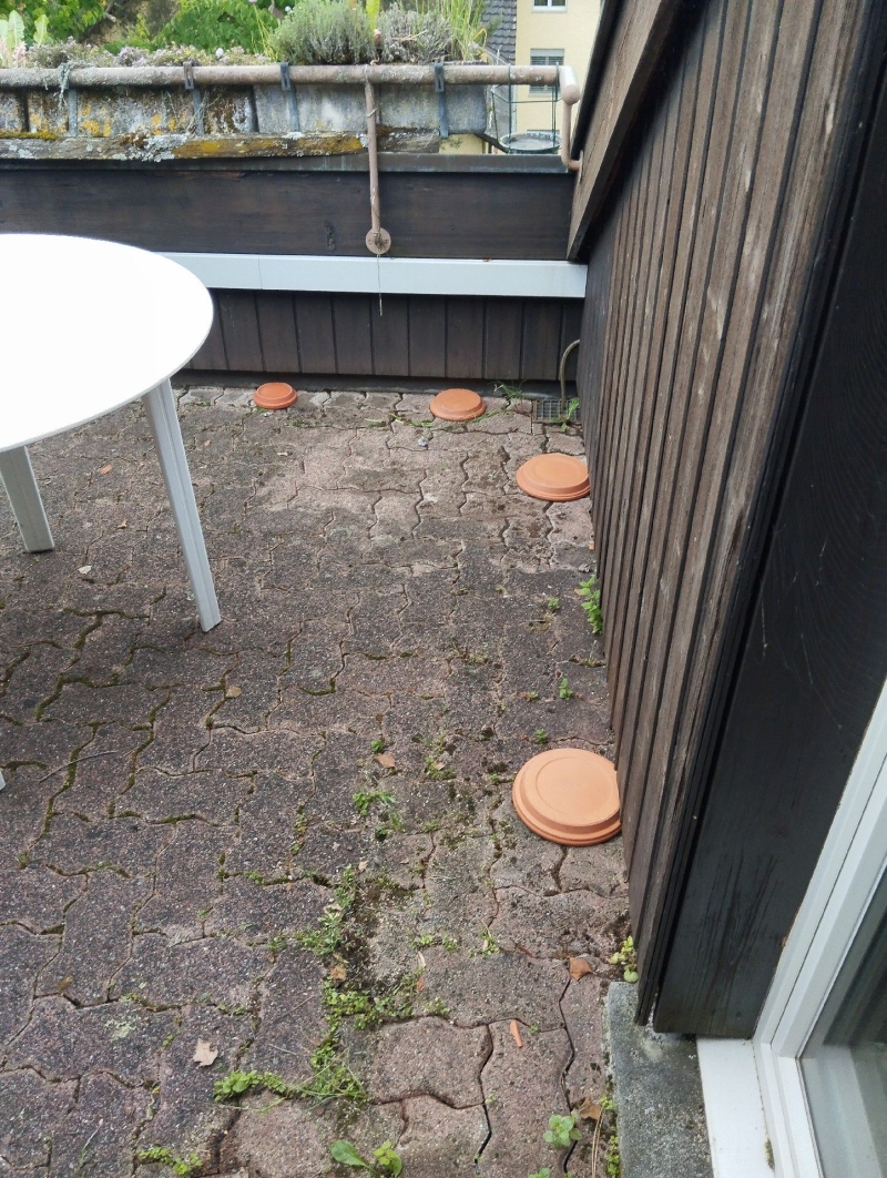 Ameisen sind auf dem Boden in Wintersingen sichtbar. Eine professionelle Schädlingsbekämpfung kann helfen, das Problem schnell zu lösen.
