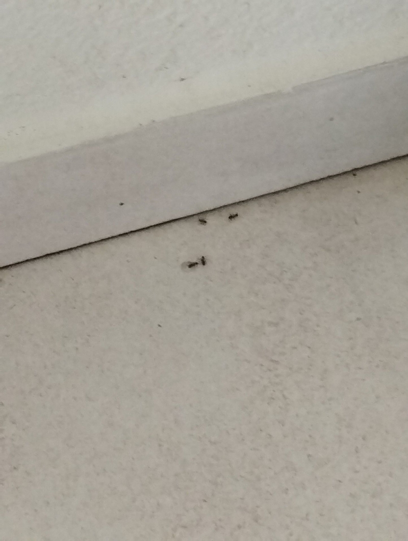 Ameisen sind an der Wand in Wintersingen zu sehen. Eine Schädlingsbekämpfung kann helfen, den Befall zu beseitigen.