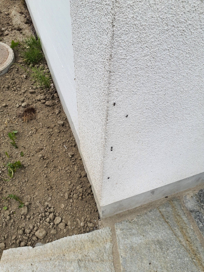 In Zeglingen wurde ein Ameisenbefall an der Wand eines Gebäudes festgestellt. Kammerjäger könnten helfen, die Ameisen sicher zu entfernen.