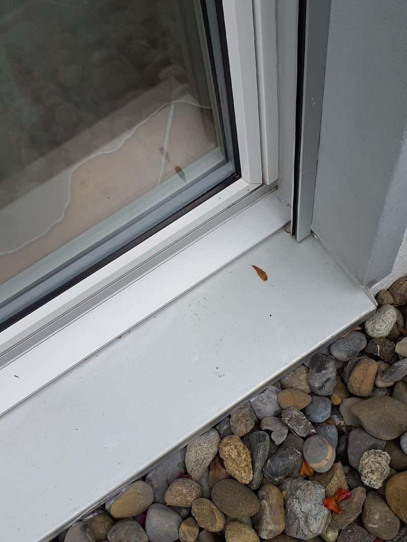 Ameisen sind am Fensterrahmen in Ziefen sichtbar. Ein Kammerjäger kann helfen, die Ameisen sicher zu vertreiben und das Problem zu beheben.